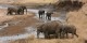 Tanzanie - 2010-09 - 335 - Tarangire - Elephants